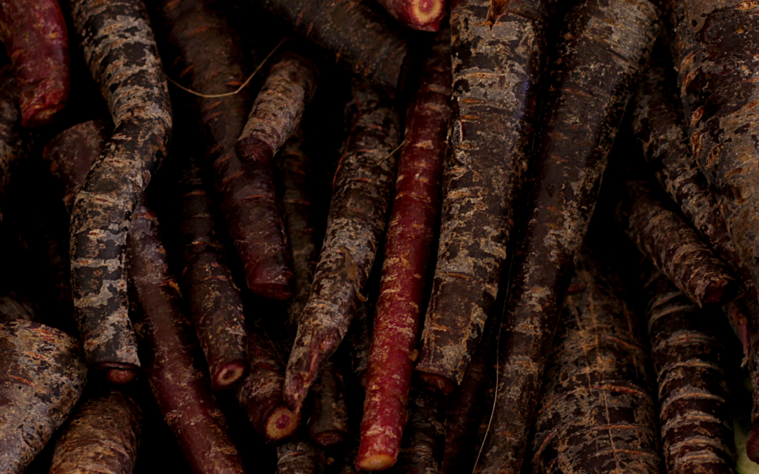 Nuovo Succo di Carota Nera in polvere